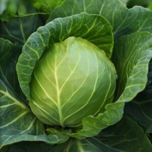 АЛІНА F1 NWB, ALINA F1 NWB - капуста білоголова, 2500 насінин, NongWoo Bio