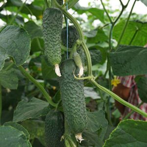 АРКТИКА F1, ARKTIKA F1 - огірок, 1000 насінин, NongWoo Bio