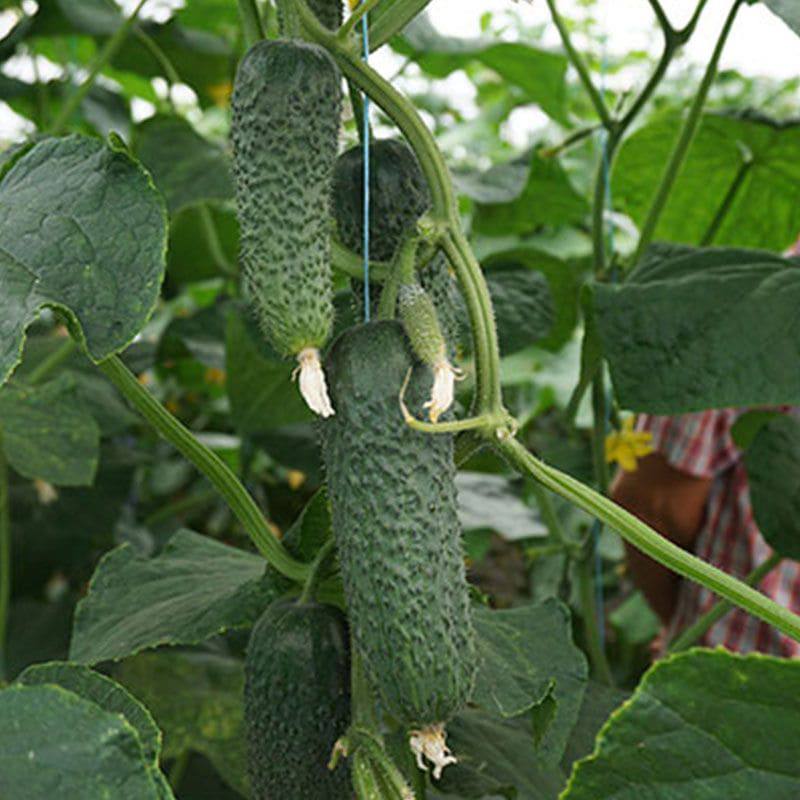 АРКТИКА F1, ARKTIKA F1 - огірок, 1000 насінин, NongWoo Bio