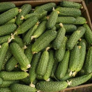 СОЛЮТ F1, SOLUT F1 (АБСОЛЮТ) - партенокарпічний огірок, 500 насінин, NongWoo Bio