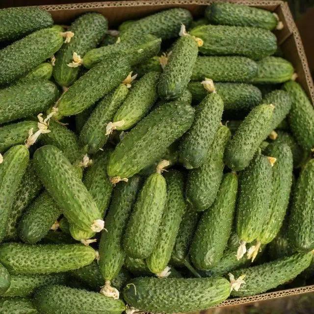 СОЛЮТ F1, SOLUT F1 (АБСОЛЮТ) - партенокарпічний огірок, 500 насінин, NongWoo Bio