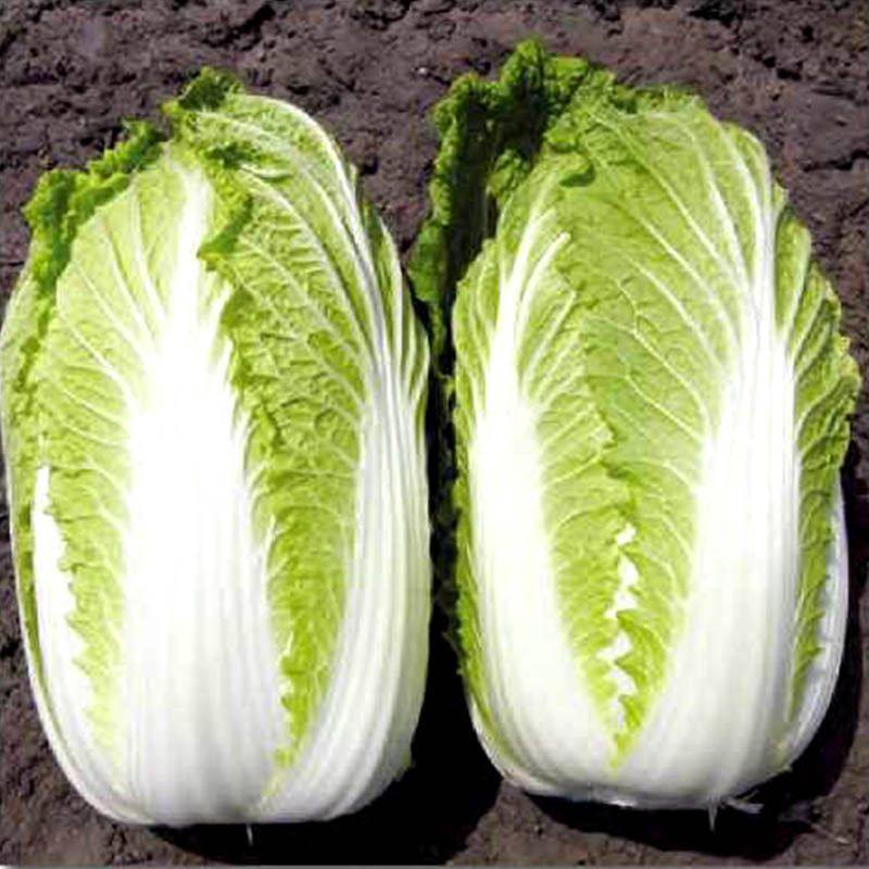 КІСЕКІ F1, KISEKI F1 - капуста пекінська, 1000 насінин, Sakata