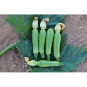 Юліан F1, Julian F1 (SQ111788) - кабачок, 500 насінин, Sakata