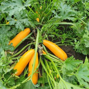 ЛЕМОНА F1, LEMONA F1 - кабачок, 500 насінин, Sakata