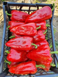 РЕД ФЕРРАРІ F1, RED FERRARI F1 - перець солодкий, 500 насінин, Sakata