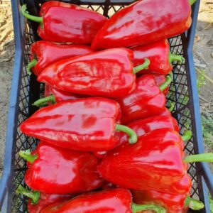 РЕД ФЕРРАРІ F1, RED FERRARI F1 - перець солодкий, 500 насінин, Sakata