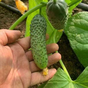 ФРАЙЗЕР F1, FRAYZER F1 - огірок партенокарпічний, 500 насінин, Sakata