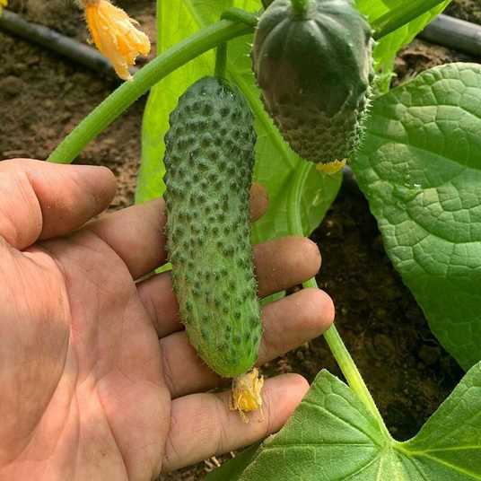 ФРАЙЗЕР F1, FRAYZER F1 - огірок партенокарпічний, 500 насінин, Sakata