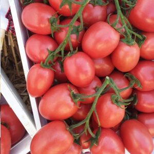 ПІНК ПІОНЕР F1, PINK PIONEER F1 - томат індетермінантний, 500 насінин, Sakata