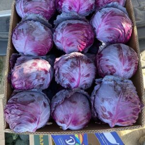 РЕД ДЖЕВЕЛ F1, RED DZHEVEL F1 - капуста червоноголова, 1000 насінин, Sakata