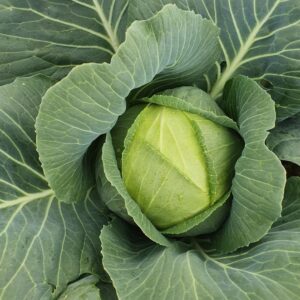 ШАНІ F1, SHANI F1 - капуста білокачанна, 1000 насінин, Sakata