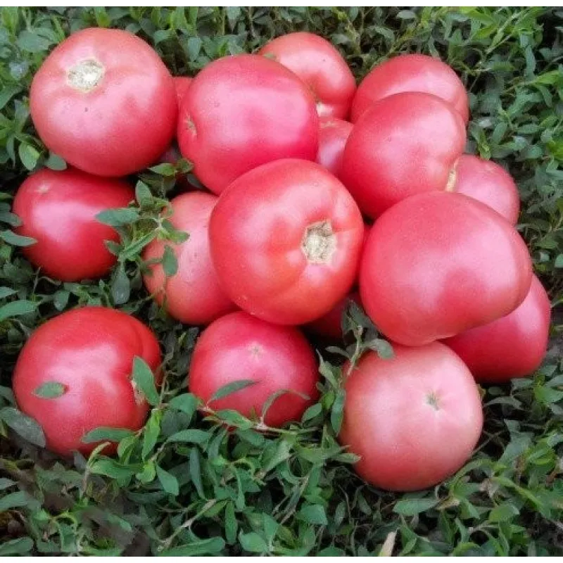 Пінк Світнес F1, Pink Sweetnes F1 - томат детермінантний, 2500 насінин, Spark Seeds