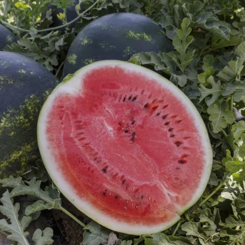 Лузітана F1, Luzitana F1 - кавун, 1000 насінин, Rijk Zwaan