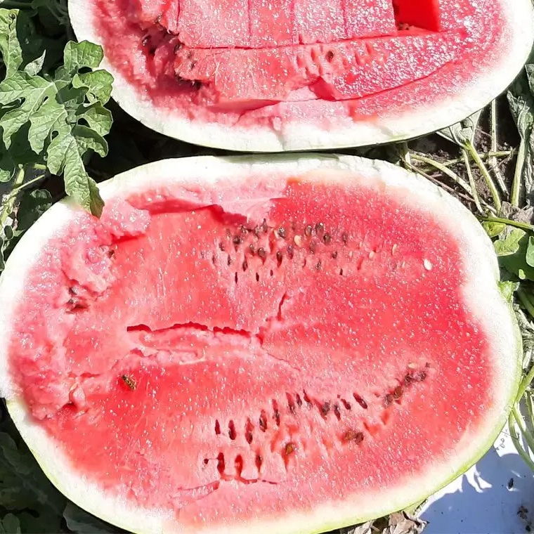 Брендон F1, Brendon F1 - насіння кавуна, 250 насінин, LibraSeeds