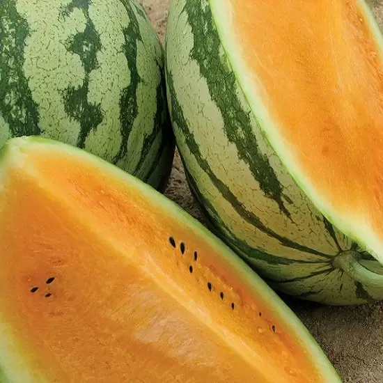 Оранж Кінг F1 - жовтий кавун, 1000 шт, Nong Woo Bio