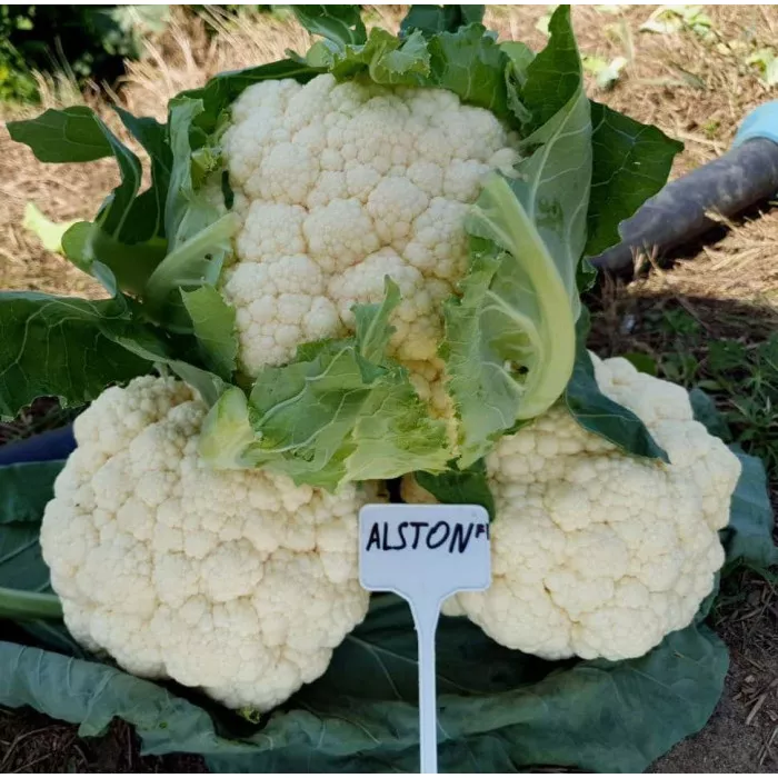Алстон F1, Alston F1- капуста цвітна, 1000 насінин, Sakata
