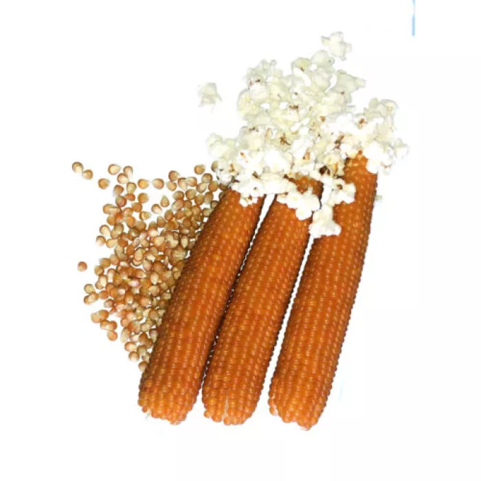 Естрелла F1, Estrella F1 - насіння кукурудзи попкорн, Spark Seeds