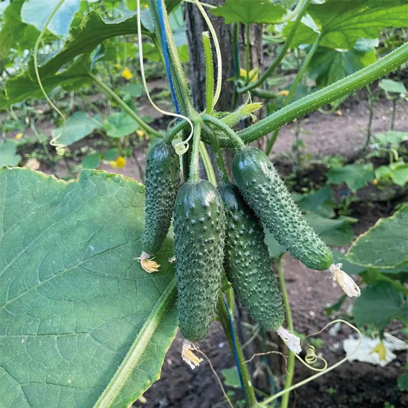 Георг F1, Georg F1 - огірок партенокарпічний, 500 насінин, Enza Zaden