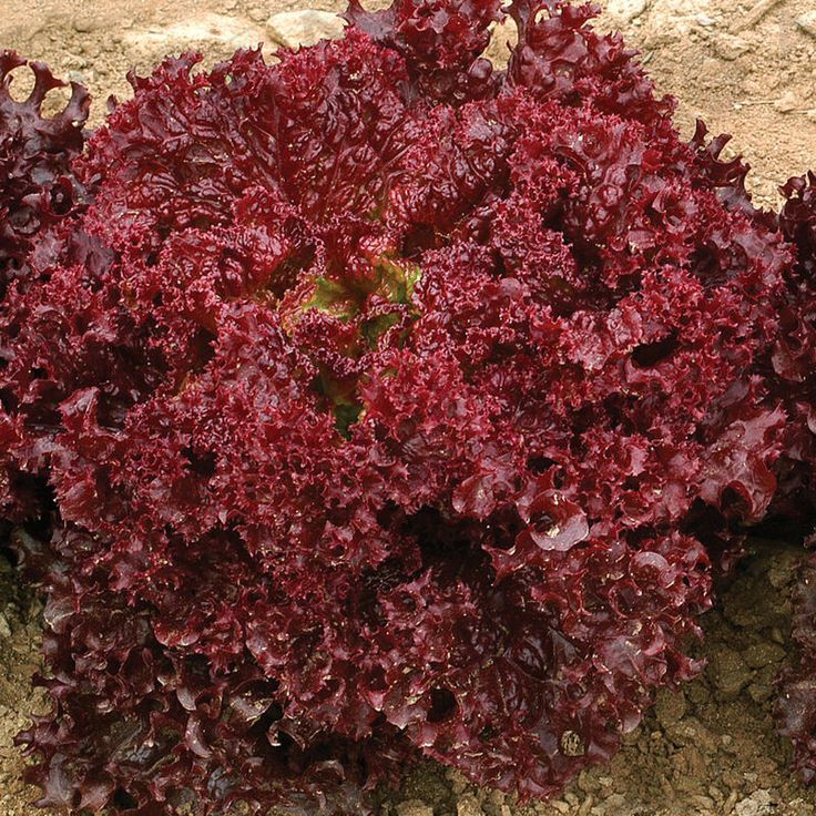 Азірка F1, Azirka F1 - салат, 1000 насінин, Enza Zaden