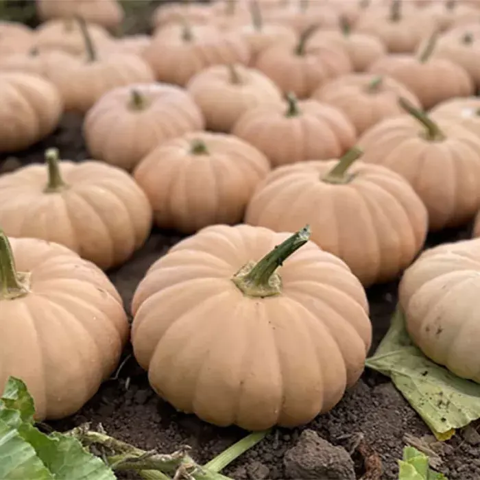 Спеллкаст F1, Spellkast F1 - ґарбуз, 500 насінин, Enza Zaden