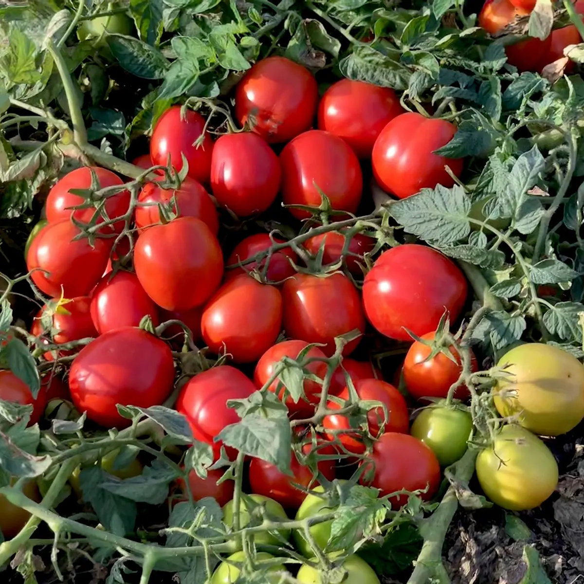 Баста F1, Basta F1 - томат детермінантний, 1000 насінин, Clause - Image 2