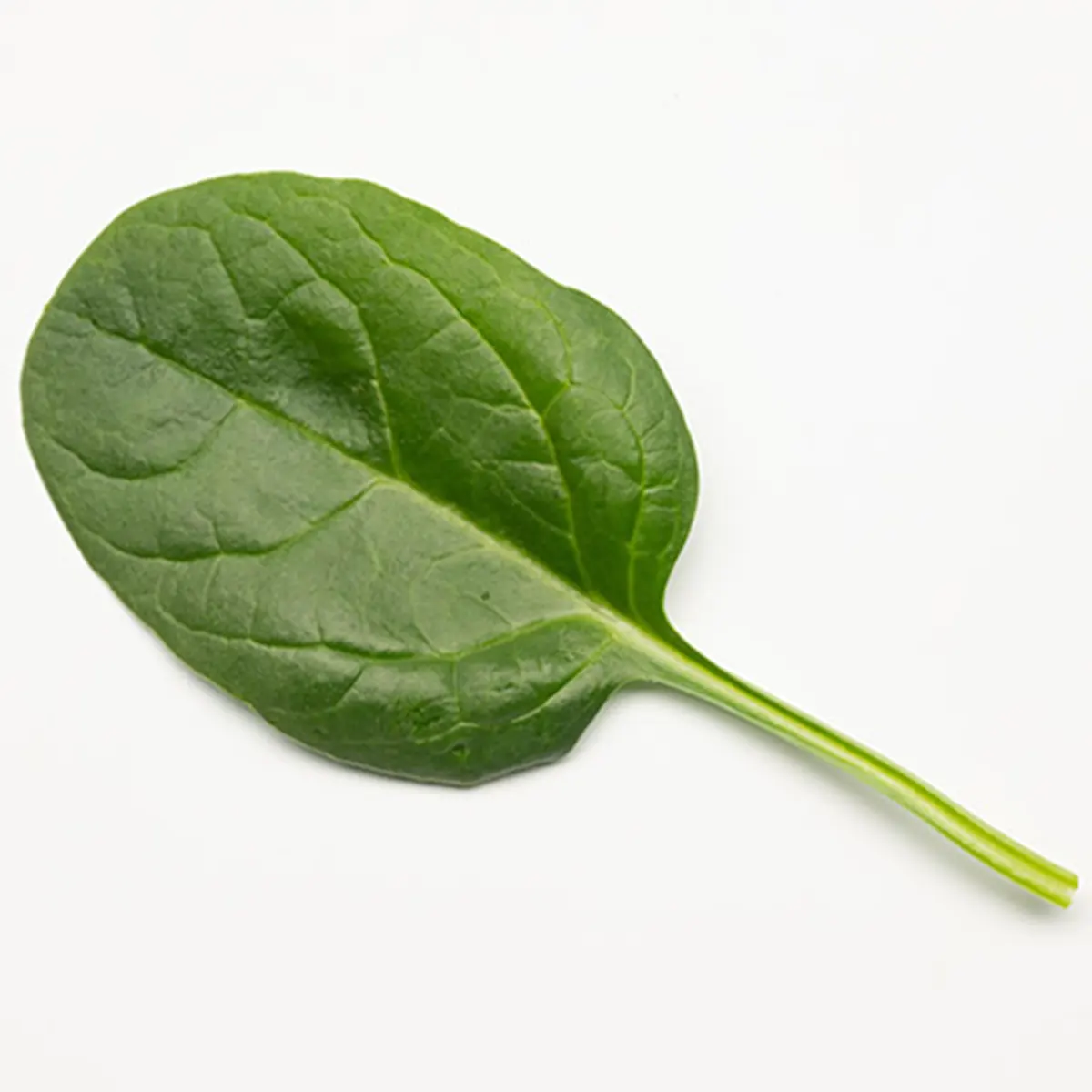 Джип F1, Jeep F1 - шпинат, 25 000 насінин, Enza Zaden